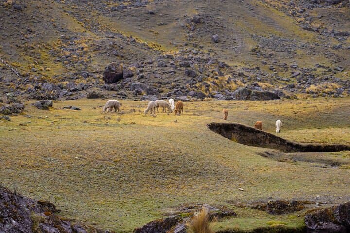 High-Altitude Trek to Vinicunca Rainbow Mountain: Full-Day Andean Hike from Cusco photo 5