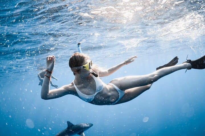 oahu-open-water-shark-diving-haleiwa-cage-free-eco-tour photo 3