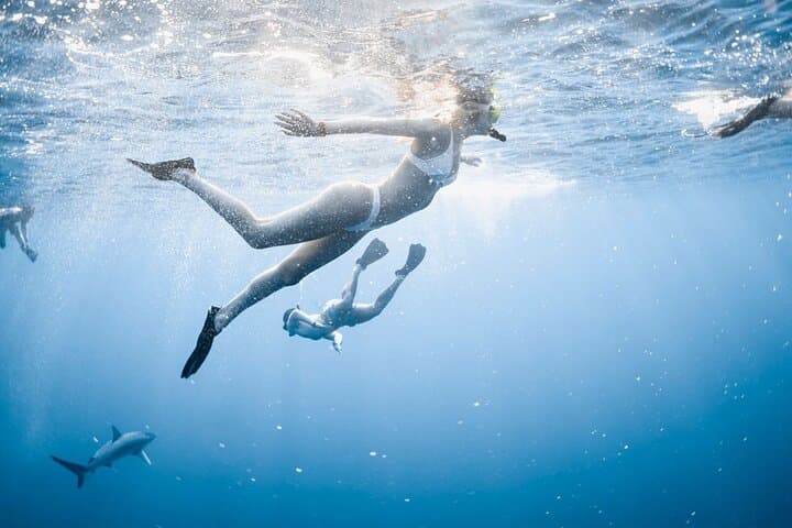 oahu-open-water-shark-diving-haleiwa-cage-free-eco-tour photo 4