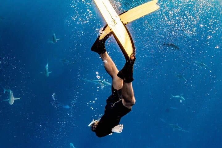 oahu-open-water-shark-diving-haleiwa-cage-free-eco-tour photo 2