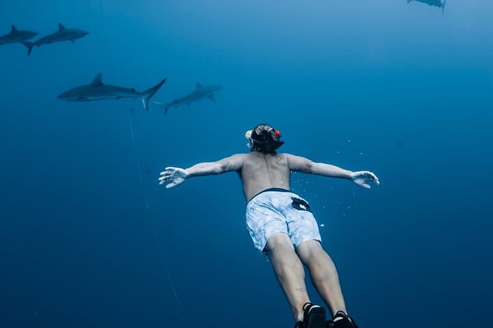 oahu-open-water-shark-diving-haleiwa-cage-free-eco-tour photo 5
