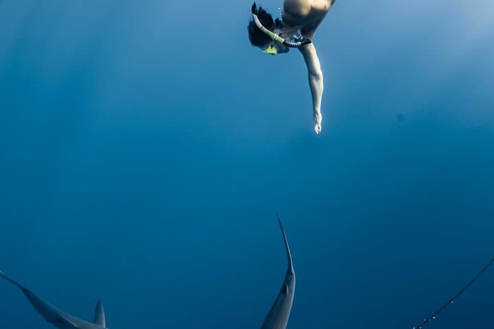 oahu-open-water-shark-diving-haleiwa-cage-free-eco-tour photo 6