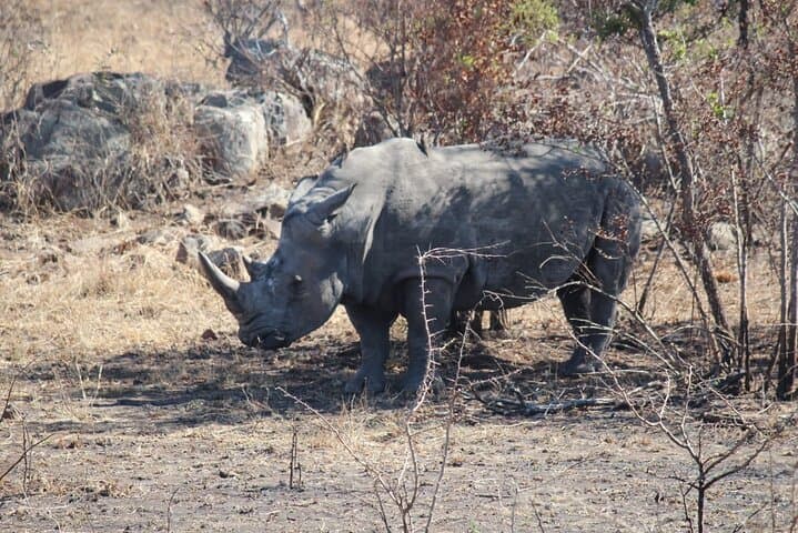 Private Pilanesberg Big 5 Safari: Full-Day Game Drive from Johannesburg photo 3