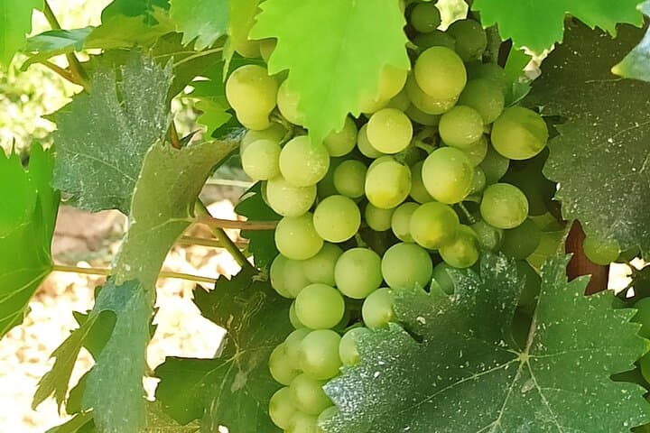 Private Florence & Chianti Wine Tasting Day Trip from Livorno photo 2