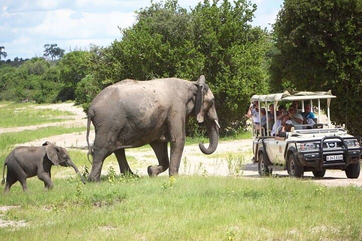 Chobe Game Drive: 3-Hour Safari Through Botswana’s Elephant Kingdom photo 2