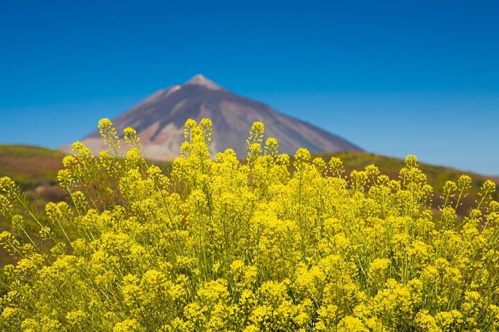 Guided Day Tour to Teide National Park: Roques de García & Mount Teide Views