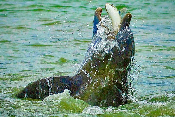Ten Thousand Islands Eco & Dolphin Tour — Cape Romano, Mangroves & Shelling photo 4
