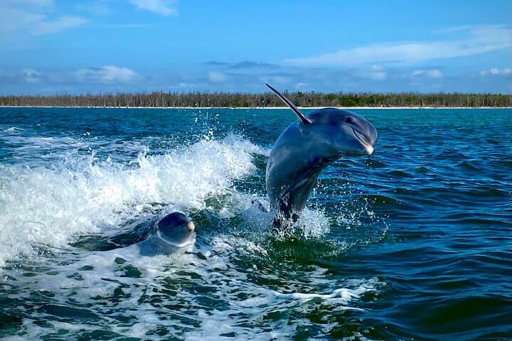 Ten Thousand Islands Eco & Dolphin Tour — Cape Romano, Mangroves & Shelling