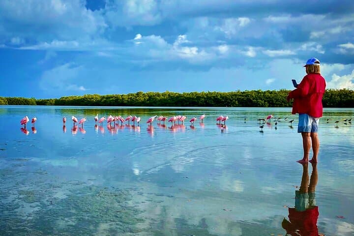Ten Thousand Islands Eco & Dolphin Tour — Cape Romano, Mangroves & Shelling photo 3