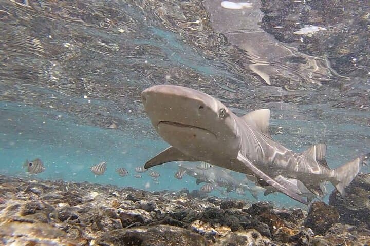 Shark Bay, Sal Island: Lemon Shark Watching from Santa Maria photo 2