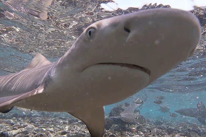 Shark Bay, Sal Island: Lemon Shark Watching from Santa Maria photo 3