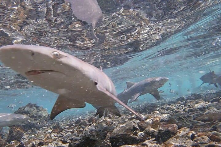 Shark Bay, Sal Island: Lemon Shark Watching from Santa Maria photo 4