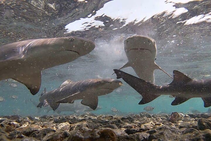Shark Bay, Sal Island: Lemon Shark Watching from Santa Maria photo 5