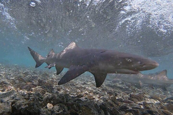 Shark Bay, Sal Island: Lemon Shark Watching from Santa Maria photo 6