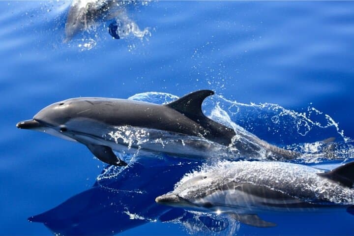 Lanzarote Dolphin Watching & Snorkeling Mini Cruise from Puerto del Carmen photo 2