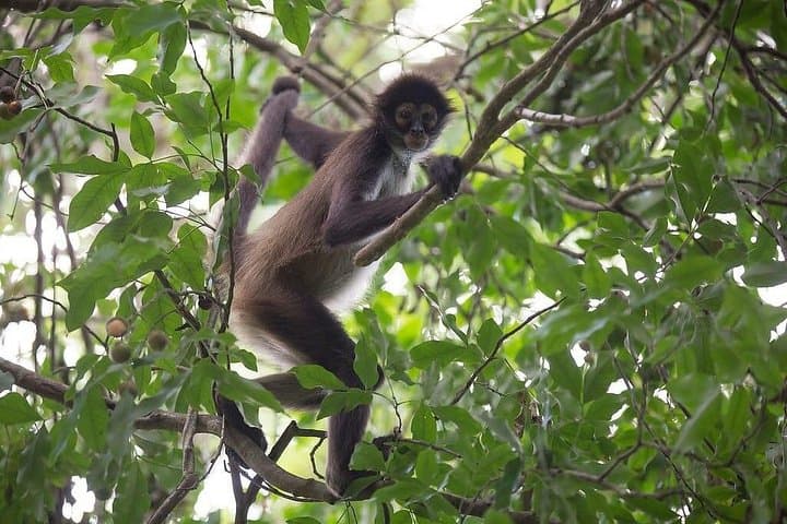 Mayan Jungle Monkey Tour from Playa del Carmen: Zipline, Cenote Swim & Archaeology photo 3