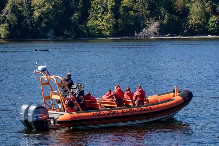 Winter Zodiac Whale Watching from Victoria Inner Harbour photo 4
