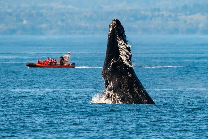 Winter Zodiac Whale Watching from Victoria Inner Harbour