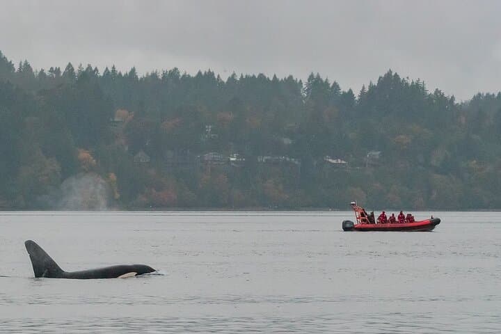 Winter Zodiac Whale Watching from Victoria Inner Harbour photo 2