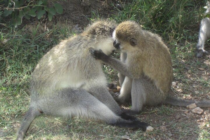 Lake Duluti Canoe & Forest Walk — Arusha Day Adventure photo 5
