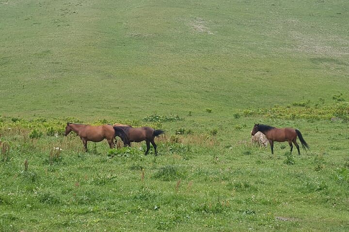 Two-Day Private Kazbegi & Juta Hiking Tour via Mtskheta photo 4