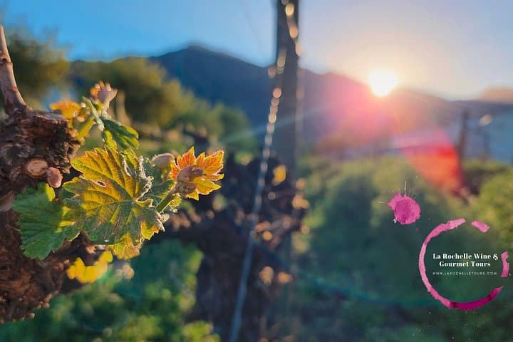 Franschhoek Full-Day Mystery Wine and Food Pairing Tour photo 2