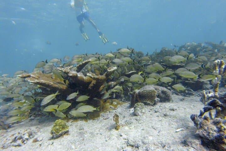 Quick Snorkel in Cancun: Reef, Seagrass and Shipwreck in 3.5 Hours photo 2