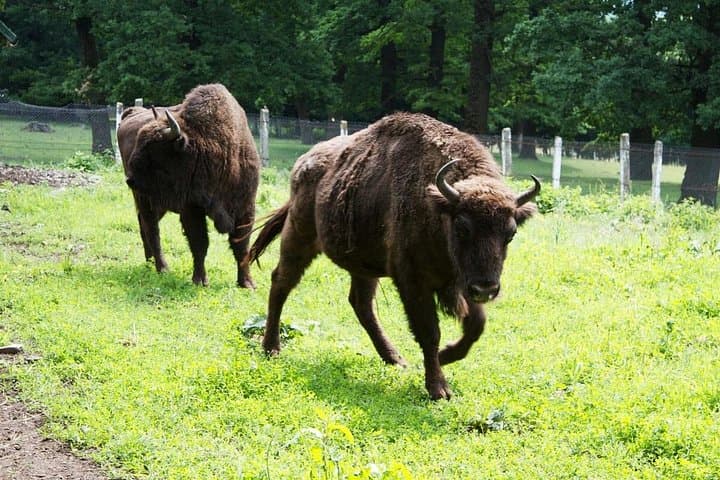 2-Day Transylvania Small-Group Tour from Bucharest — Peles, Bran, Brasov, Sighisoara & Sibiu