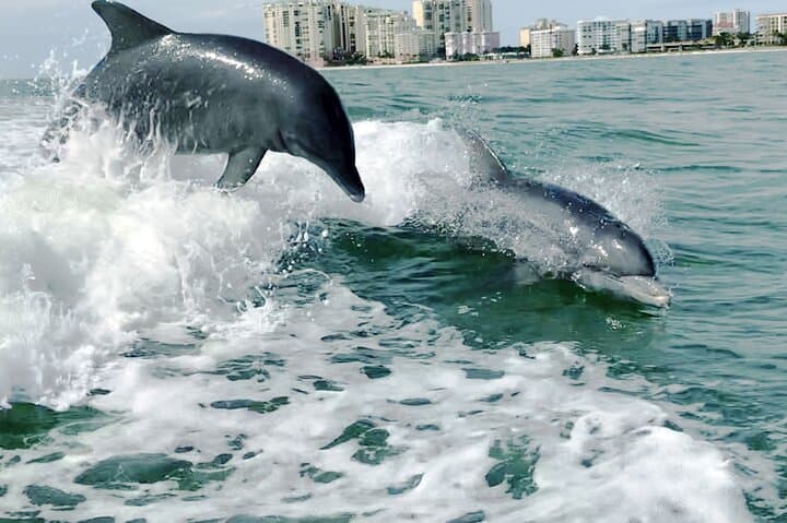 Private Marco Island Dolphin Cruise — 2-Hour Best of 10,000 Islands Tour photo 2