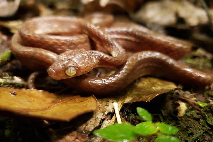 Monteverde Cloud Forest Guided Tour: Explore Costa Rica's Mist-Shrouded Ecosystem photo 3