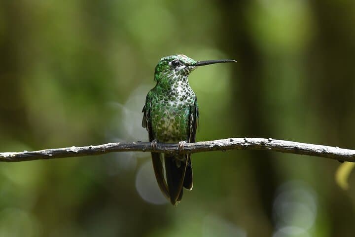 Monteverde Cloud Forest Guided Tour: Explore Costa Rica's Mist-Shrouded Ecosystem photo 2