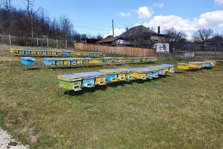 Private Apiary Tour from Bucharest — 8‑Hour Hands‑On Beekeeping Experience