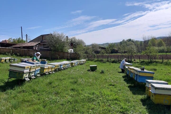 Private Apiary Tour from Bucharest — 8‑Hour Hands‑On Beekeeping Experience photo 5