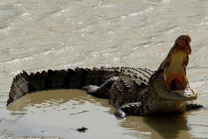 Yala National Park Full-Day 4x4 Safari — Leopard and Elephant Encounters photo 5