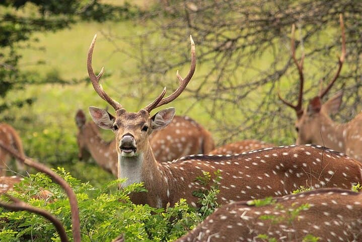 Yala National Park Full-Day 4x4 Safari — Leopard and Elephant Encounters photo 6