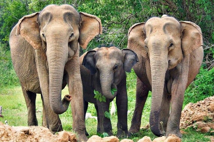 Yala National Park Full-Day 4x4 Safari — Leopard and Elephant Encounters photo 3