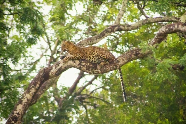 Yala National Park Full-Day 4x4 Safari — Leopard and Elephant Encounters photo 4