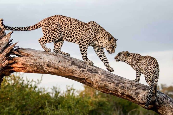 Yala National Park Full-Day 4x4 Safari — Leopard and Elephant Encounters