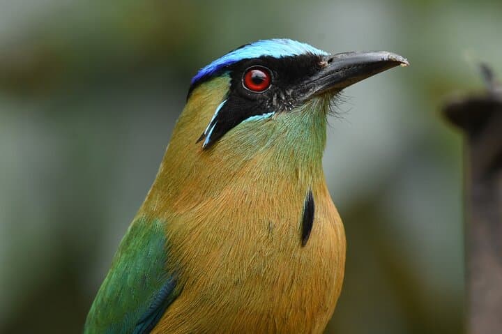 5-Hour Monteverde Cloud Forest Birdwatching & Photography Tour photo 5