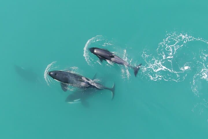 Icy Strait Whale Watching with Drone Footage: Humpbacks, Orcas & Coastal Wildlife photo 5