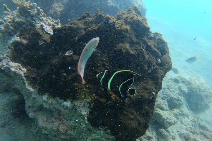 Caribe Hilton Guided Snorkel: Reef Wildlife Walk-In from San Juan Beach photo 3