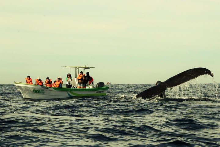 Cabo Whale Watching with Women Crew — Guaranteed Sightings & Free Photos photo 6