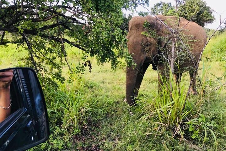 Sigiriya, Dambulla & Elephant Safari: Day Tour from Kandy photo 5