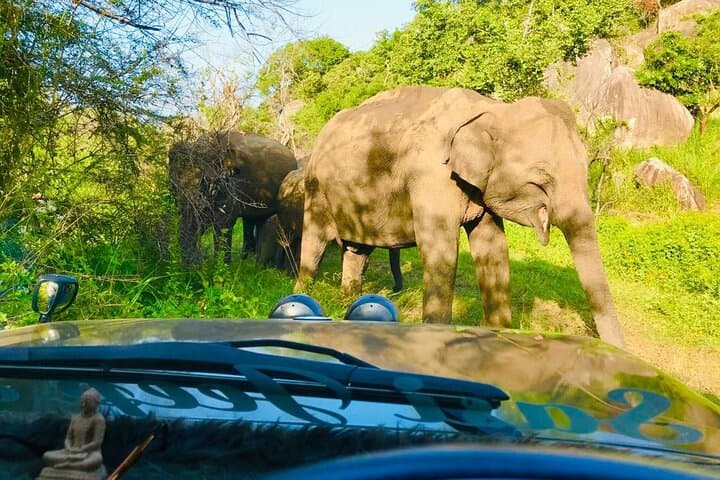 Sigiriya, Dambulla & Elephant Safari: Day Tour from Kandy photo 3