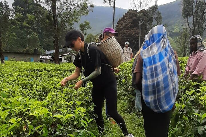 Day Trip to Nuwara Eliya from Kandy: Tea Country, Ramboda Falls & Gregory Lake photo 5