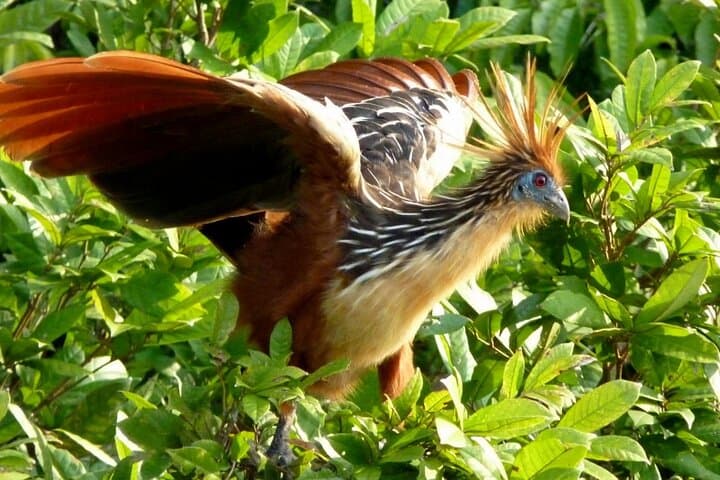 5-Day Manu Jungle Tour from Cusco: Hot Springs, Waterfalls & Wildlife photo 3