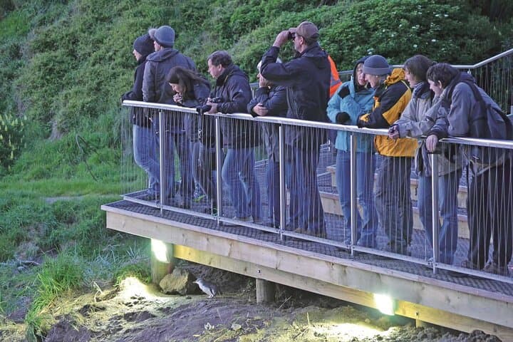 Guided Evening Blue Penguin Viewing on Otago Peninsula, Dunedin photo 4