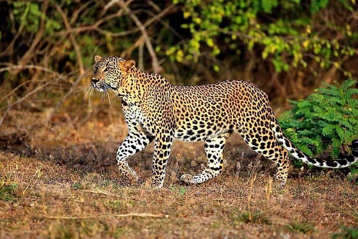 Leopard Safari in Yala National Park: Day Trip from Galle for Wildlife Viewing