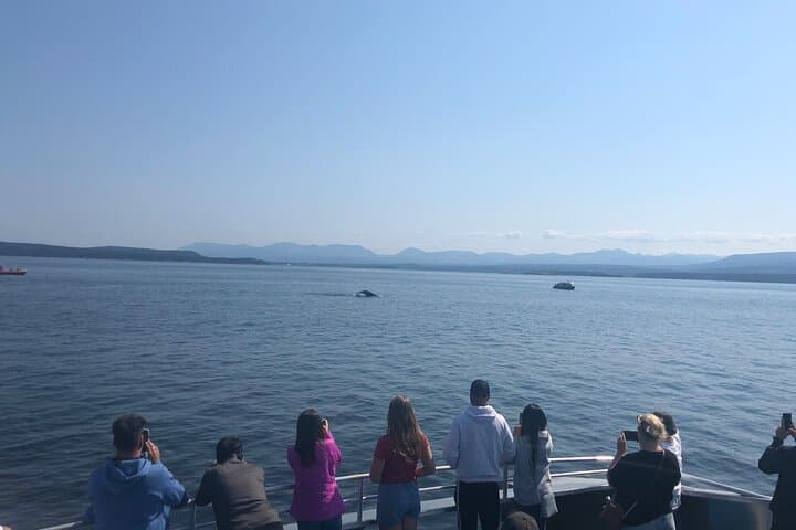 5-Day Vancouver Multiactivity Adventure: Capilano, Whale Watching & Harbour Cruise photo 4