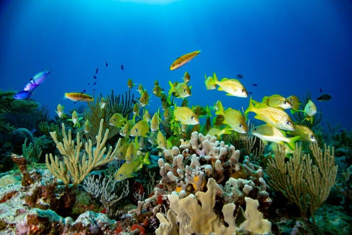 Discovery Scuba Diving in Puerto Morelos — Beginner-Friendly Reef Dives photo 4